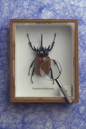 ガチャガチャの森：子供から大人まで楽しめる多彩なガチャ体験を提供する店舗紹介